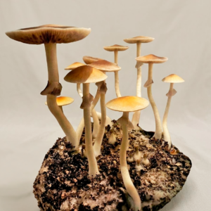 Golden Teacher 2g — Amostra Botânica